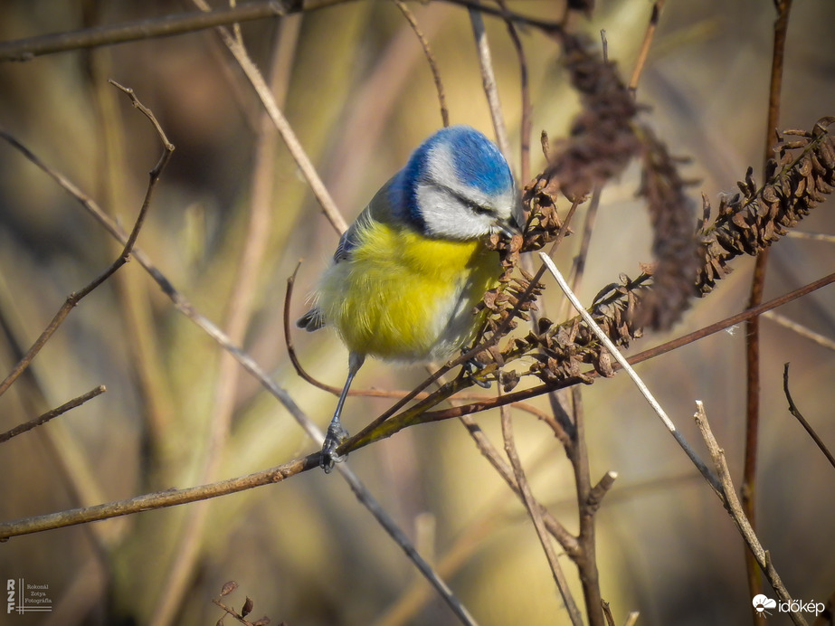 Pufóka kék nindzsa