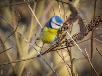 Pufóka kék nindzsa