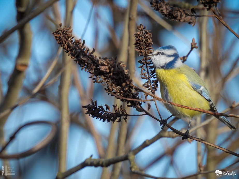 Pufóka kék nindzsa
