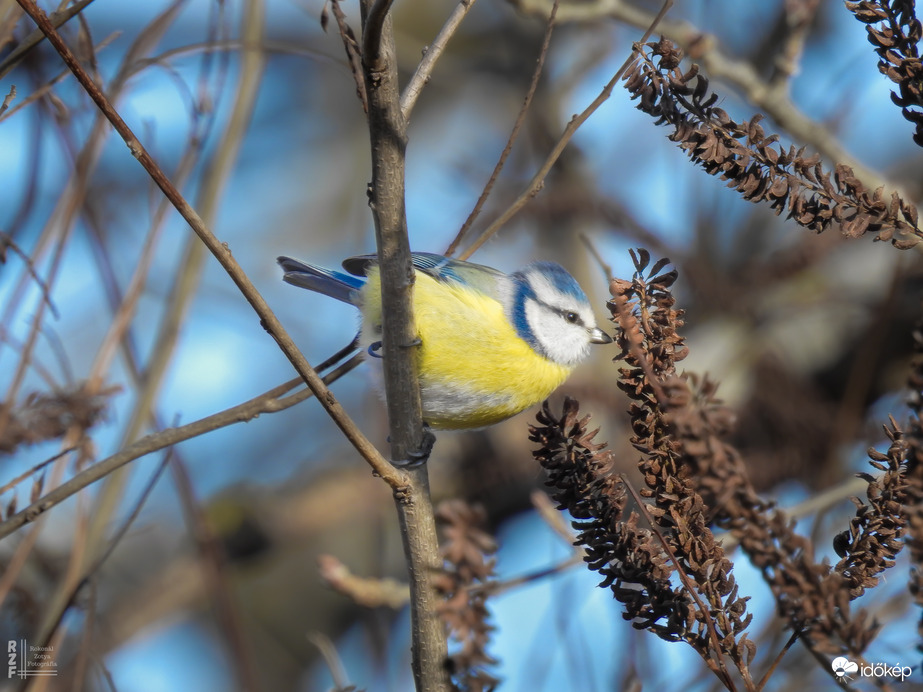 Pufóka kék nindzsa