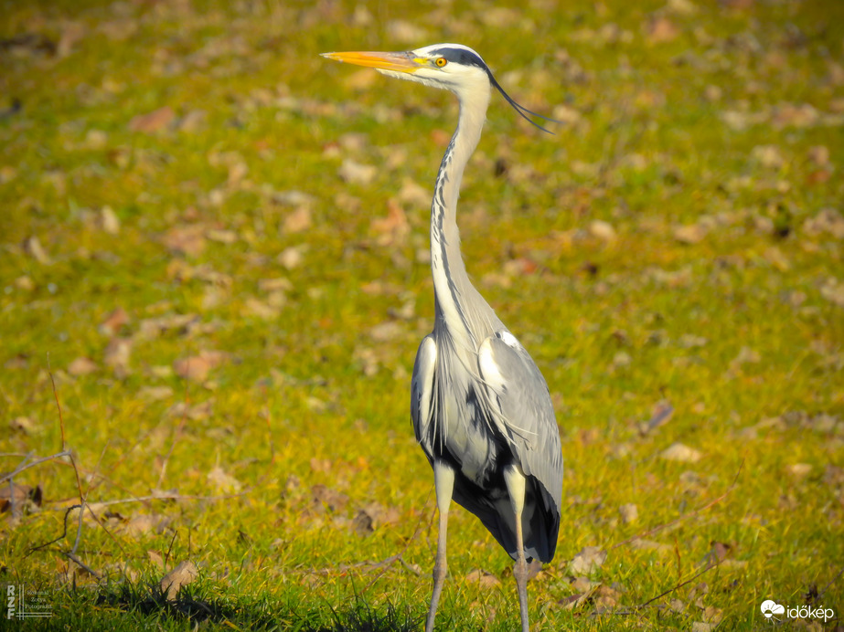 Szürke gém, Tiszalök