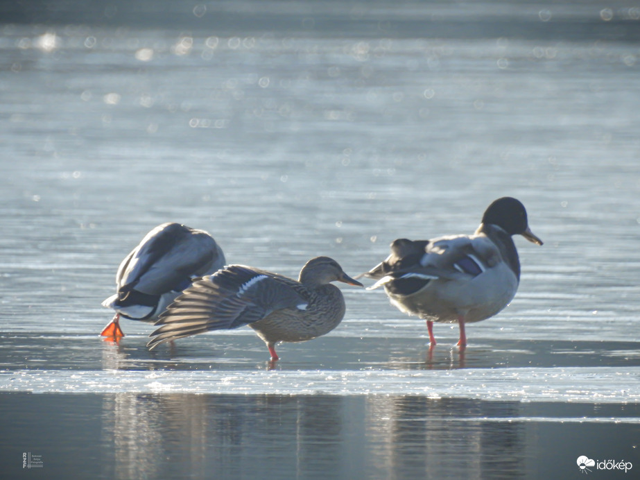 Karácsony másnapján csend borult a tiszalöki holtágra
