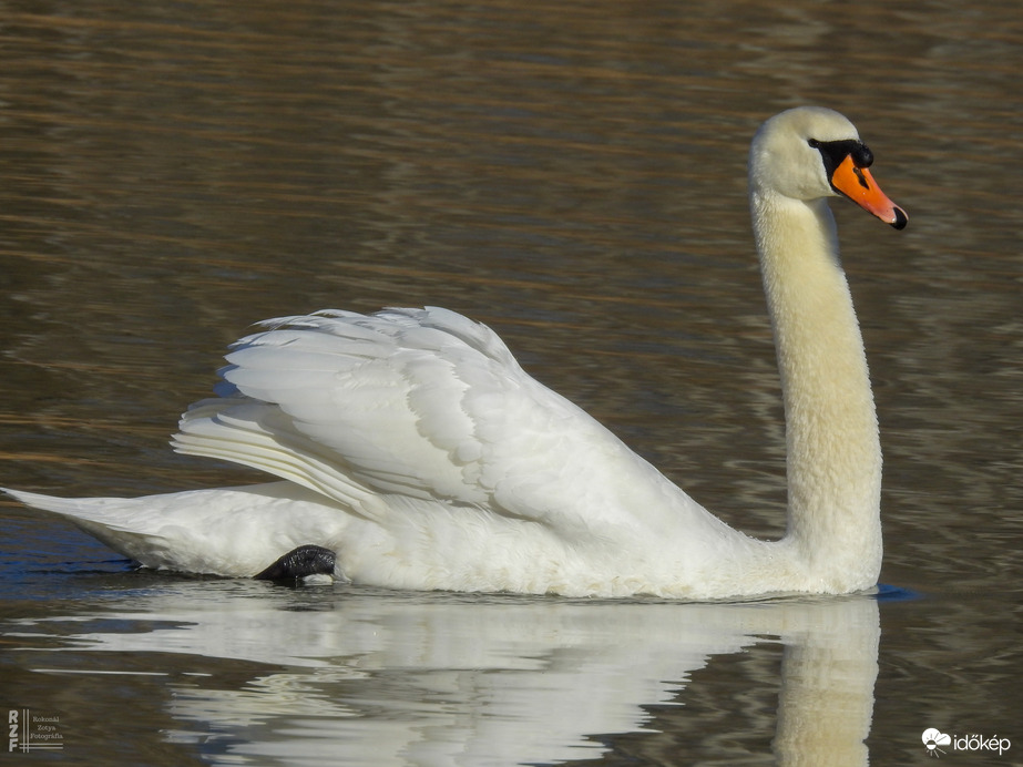 Bütykös hattyú, Tiszalök