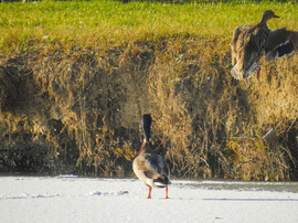 Napsütötte Tiszalök