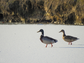 Napsütötte Tiszalök