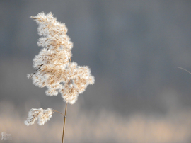 Napsütötte Tiszalök