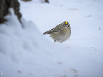 Téli madárles a tiszalöki arborétumban