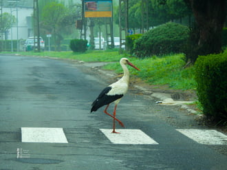 John Gerzson átkelése a tiszalöki Abbey Road-on 