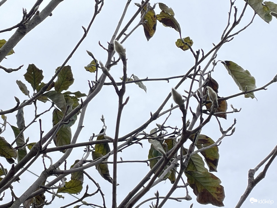 Rügyezik a tulipánfa Tiszalökön