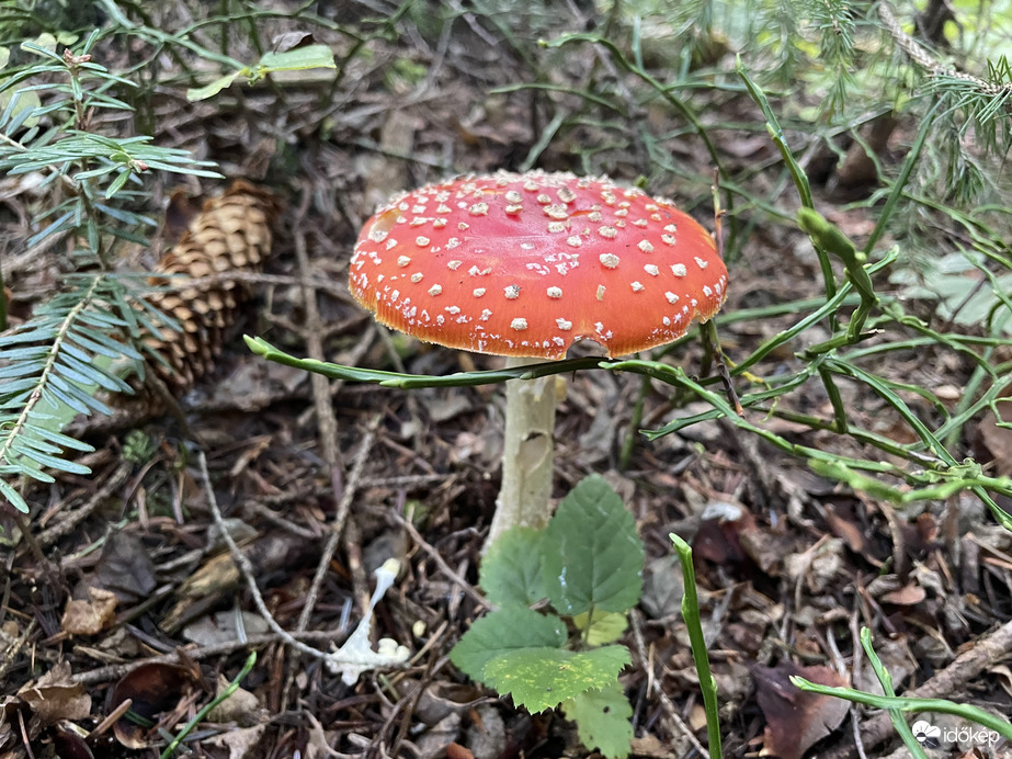 Légyölő galóca MESEGOMBA