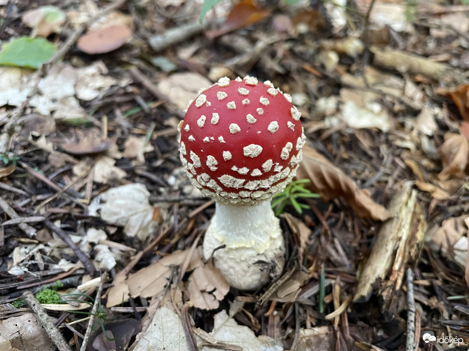 Tini légyölő galóca MESEGOMBA