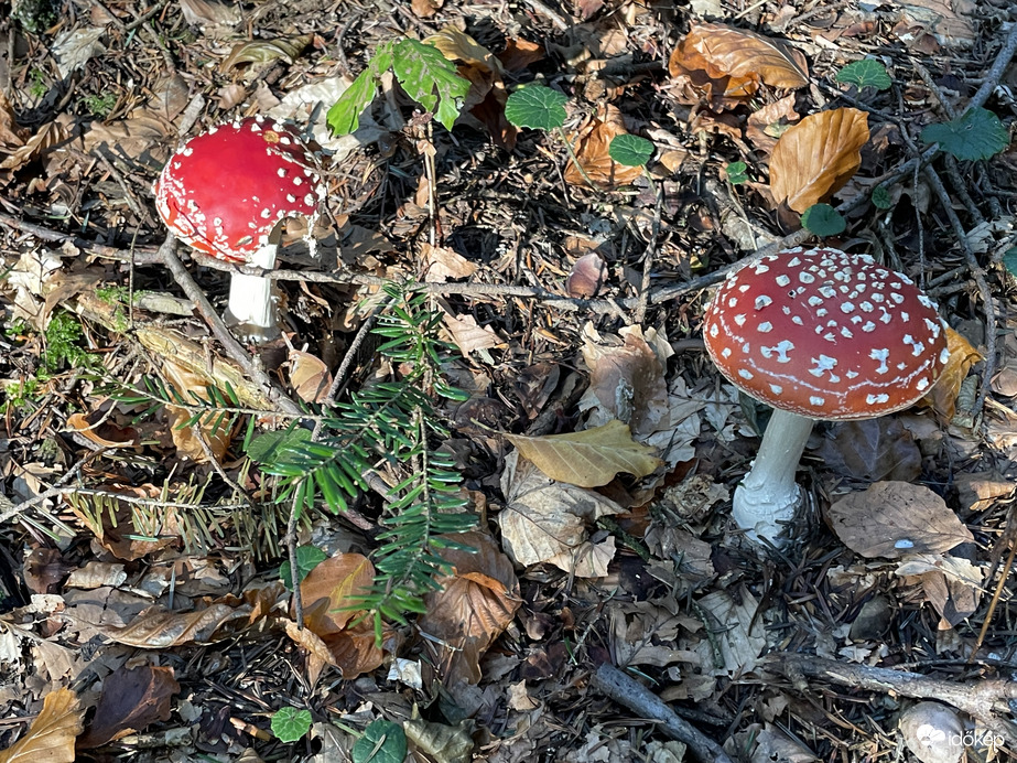 Légyölő galóca MESEGOMBA