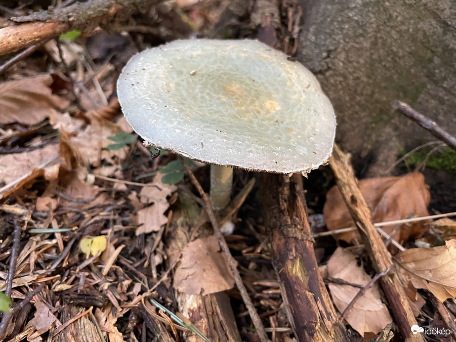 Varashátú galambgomba