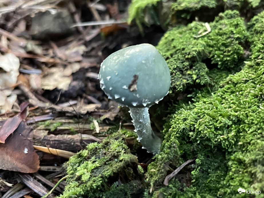 Zöld harmatgomba