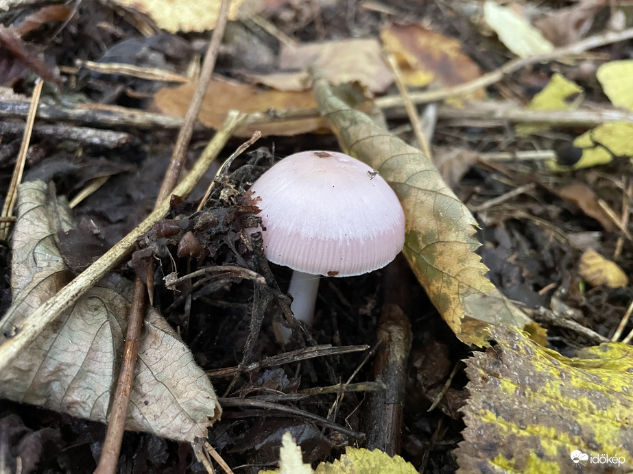 Rózsás kígyógomba