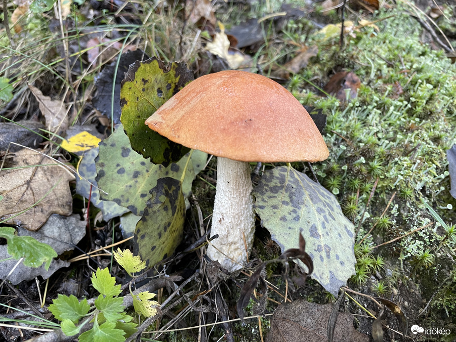 Tölgyfa érdestinóru