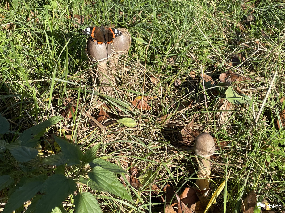 Őzláb és egy lepke