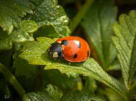 Karácsony másnapján csend borult a tiszalöki holtágra