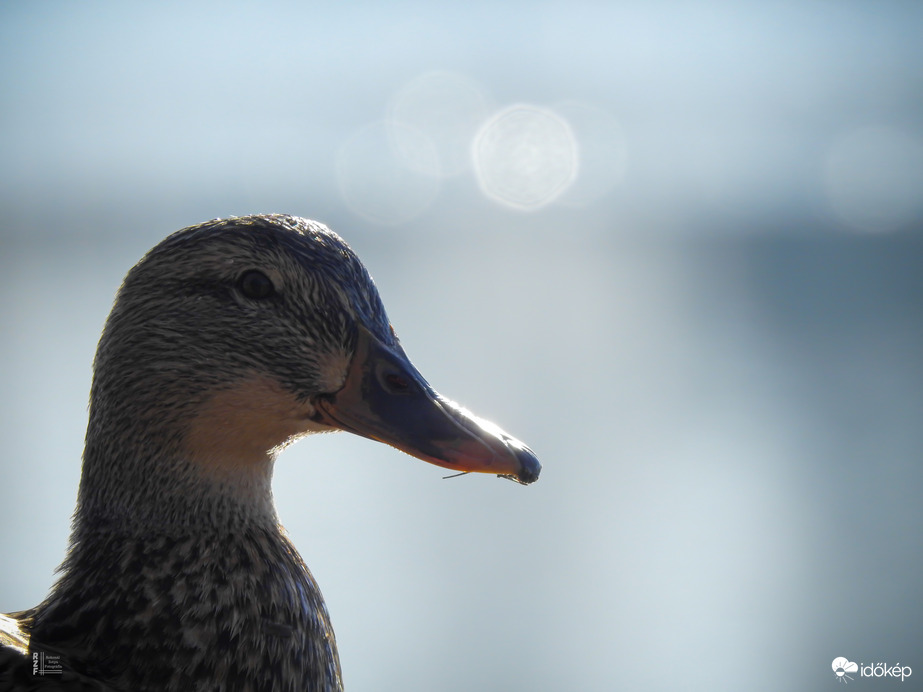Karácsony másnapján csend borult a tiszalöki holtágra