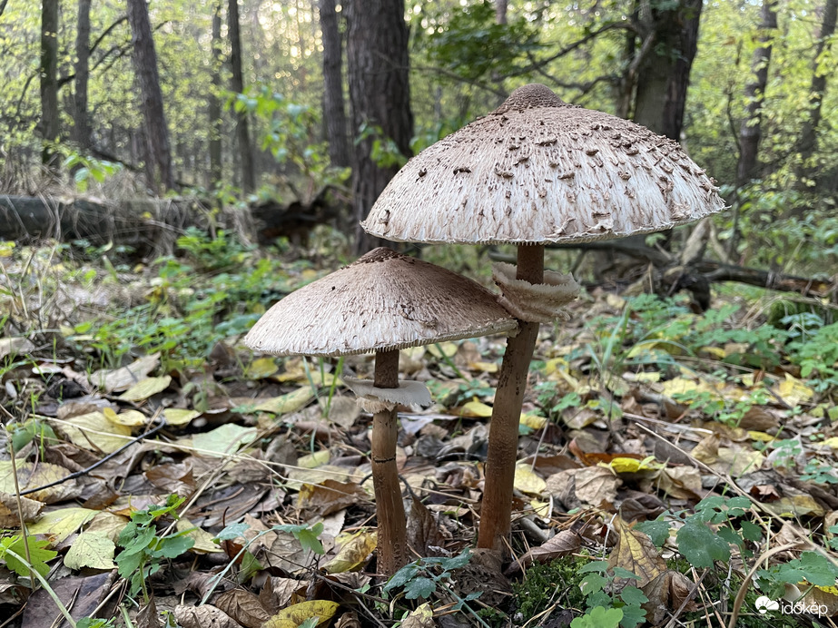 Nagy őzláb kistesó nagytesó
