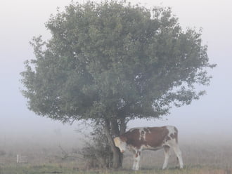 “Balladai homály”