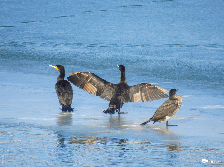 Vajon teljesen befagyhat a Tisza?