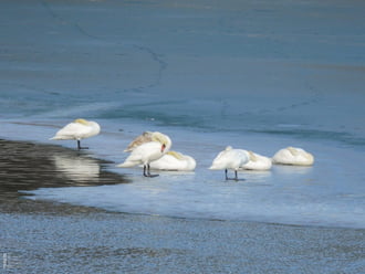 Vajon teljesen befagyhat a Tisza?