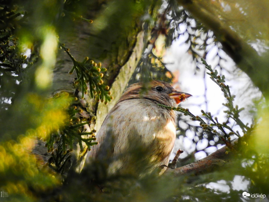 Házi veréb (tojó)