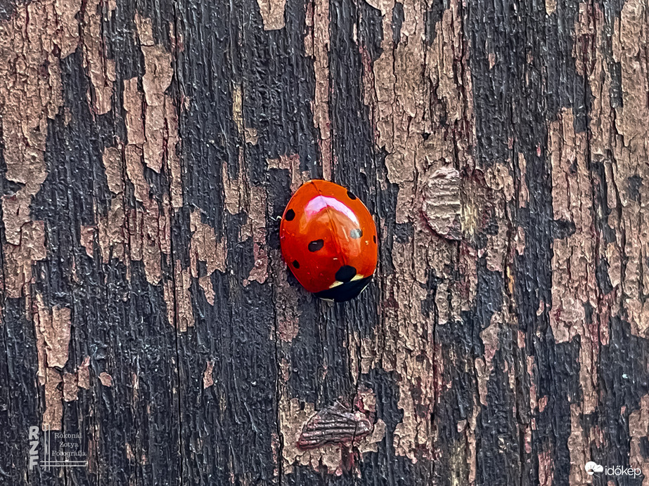 Katicabogár, hétpettyes katicabogár