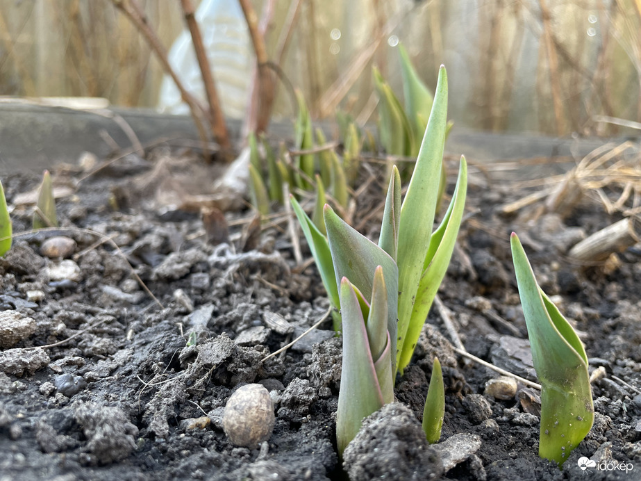 Tulipán kikelet Tiszalök