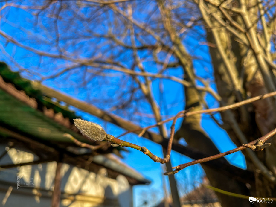 Tulipánfa Tiszalök 