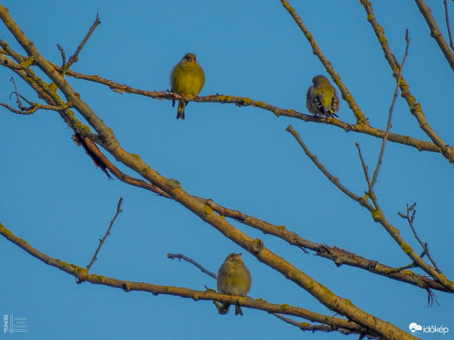 Zöldikék szerelmi háromszöge