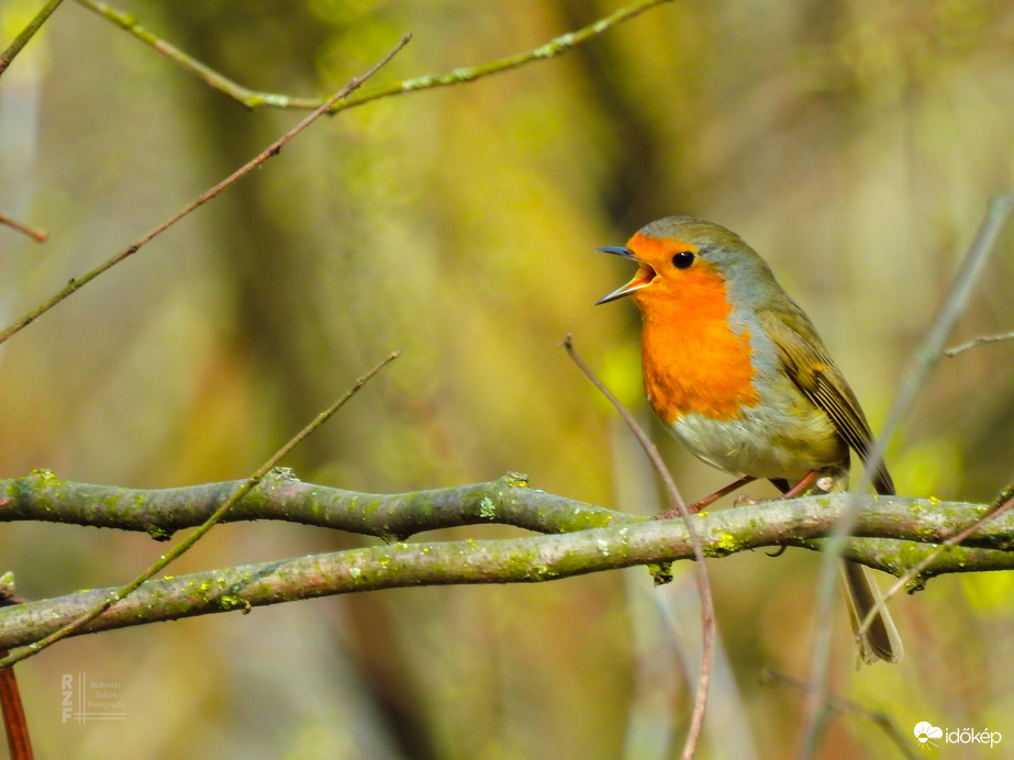 “Trillázva várom a párom.” Vörösbegy