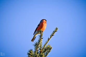 Amikor a madarak mesélni kezdenek januárban