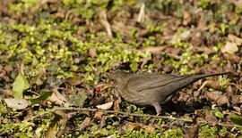 Sotira