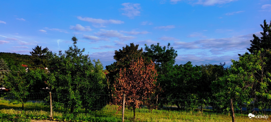 Tényő