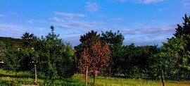 Tényő