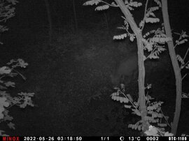 Aszódnál kóborló Maci (az aszódi vadásztársaság vadkamerájának képe)