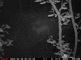 Aszódnál kóborló Maci (az aszódi vadásztársaság vadkamerájának képe)