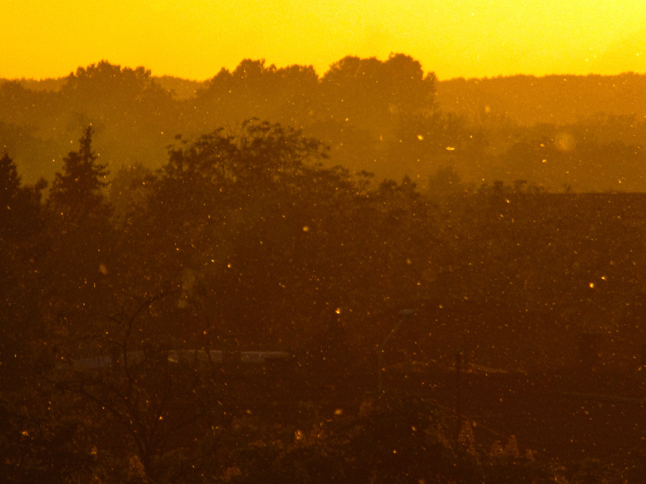Nyárfa termésével volt tele a levegő napnyugtakor