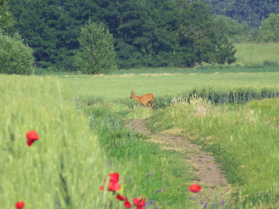 Pózolás a búzatáblák között