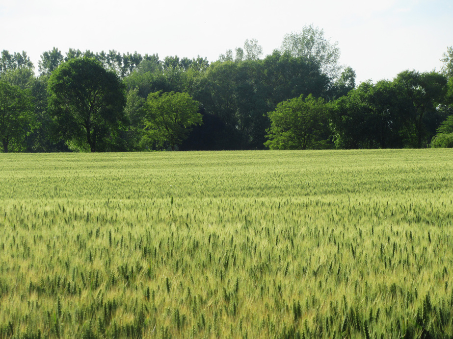 Égbenyúló zöld kalászok