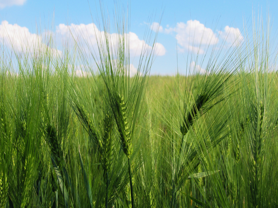 Égbenyúló zöld kalászok