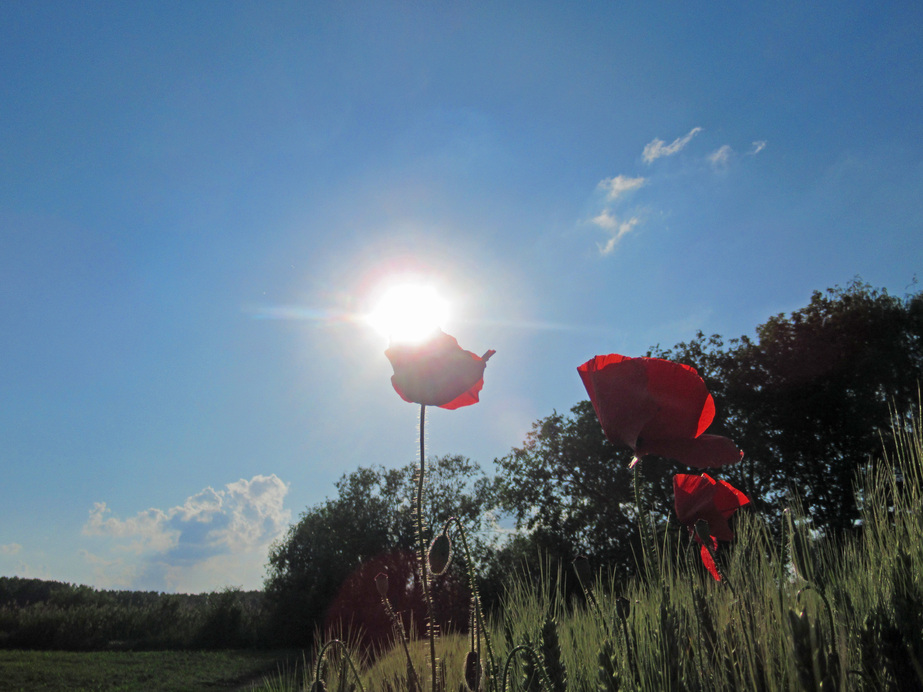 Napfényben fürödve