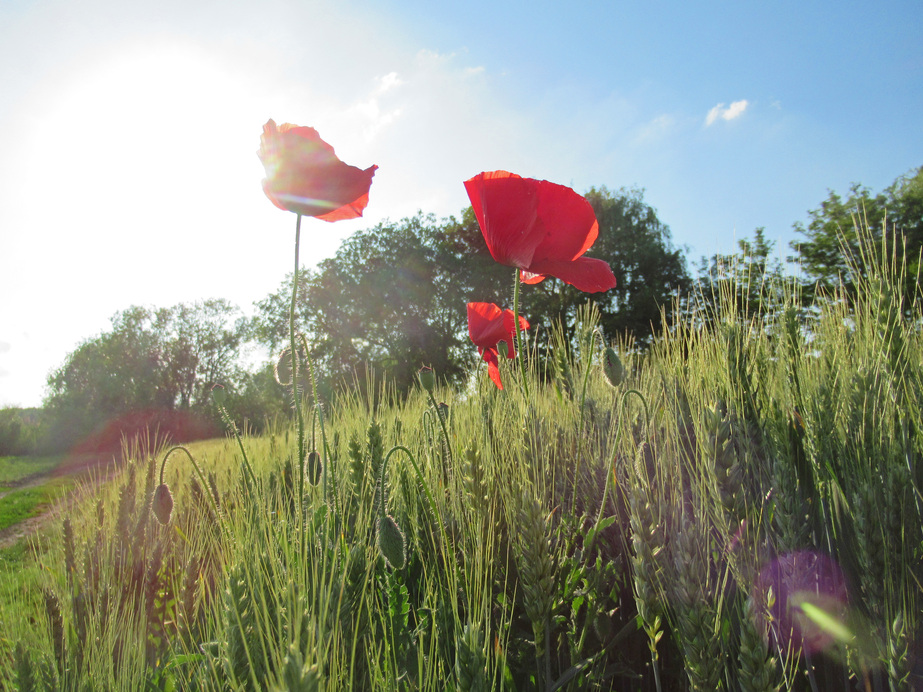 Napfényben fürödve