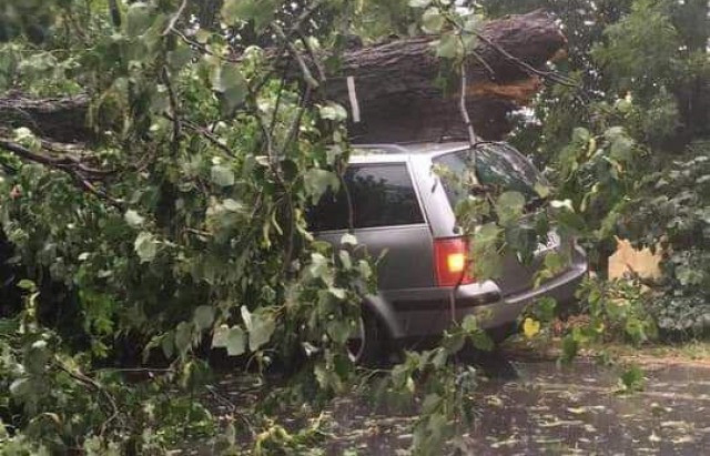 Autóra dőlt fa a beregszászi járásban (Forrás: Kárpáthír)