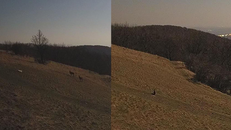 Őzek és nyulak a Nagy-Hideg-hegyen