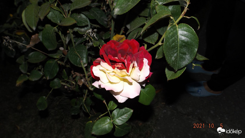 felemás rózsa