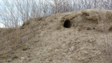 Rókalak