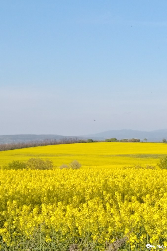 Bajót